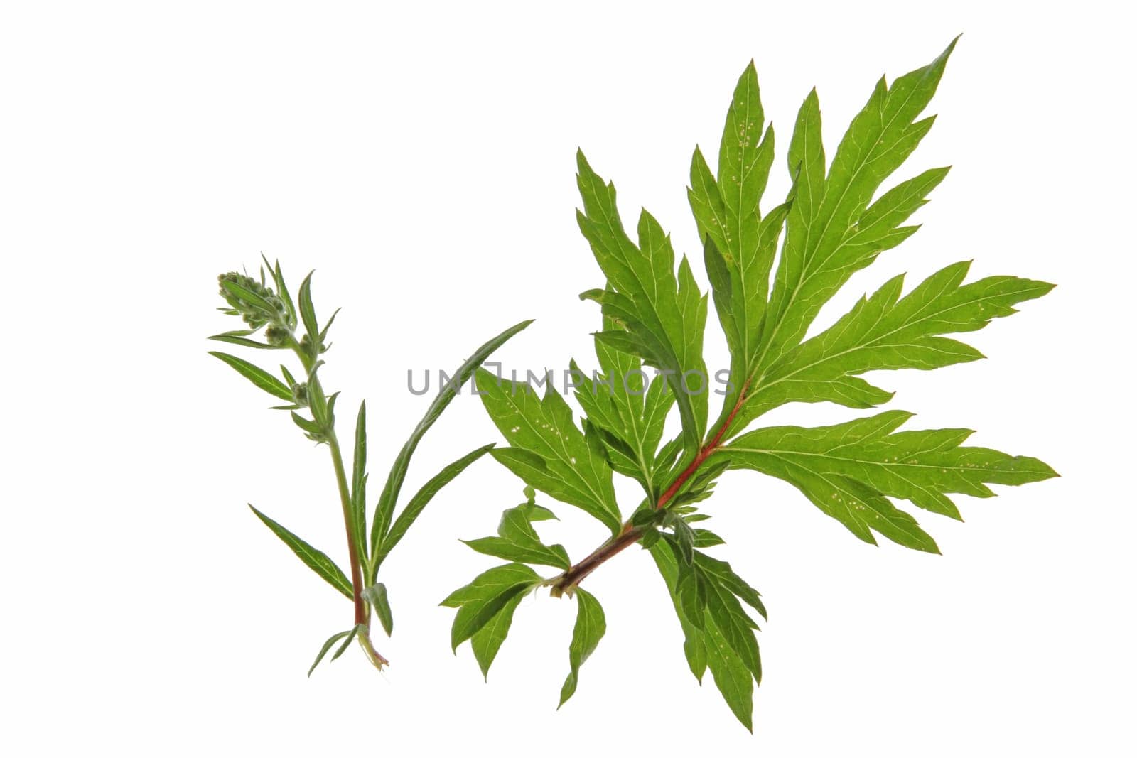 Common or common mugwort (Artemisia vulgaris),isolated against a white background