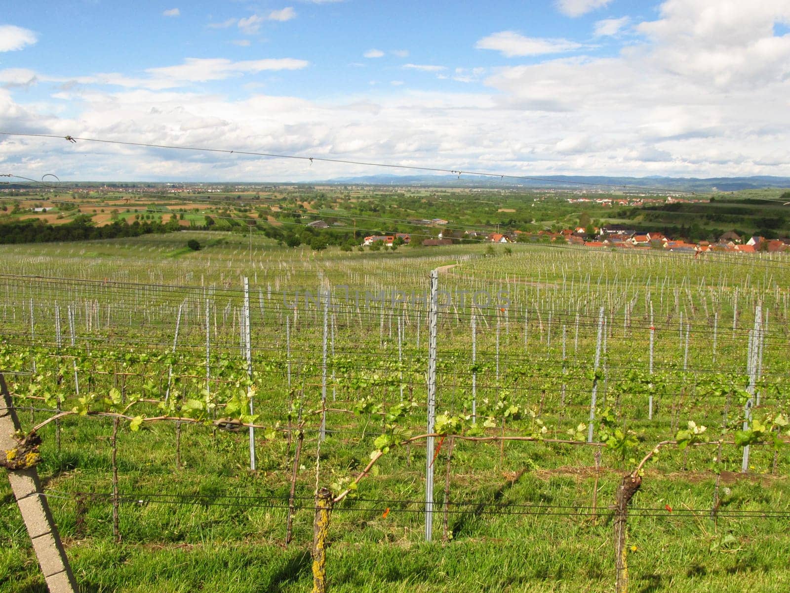 View over the vineyards at the Kaiserstuhl,Baden-Württermberg,Germany