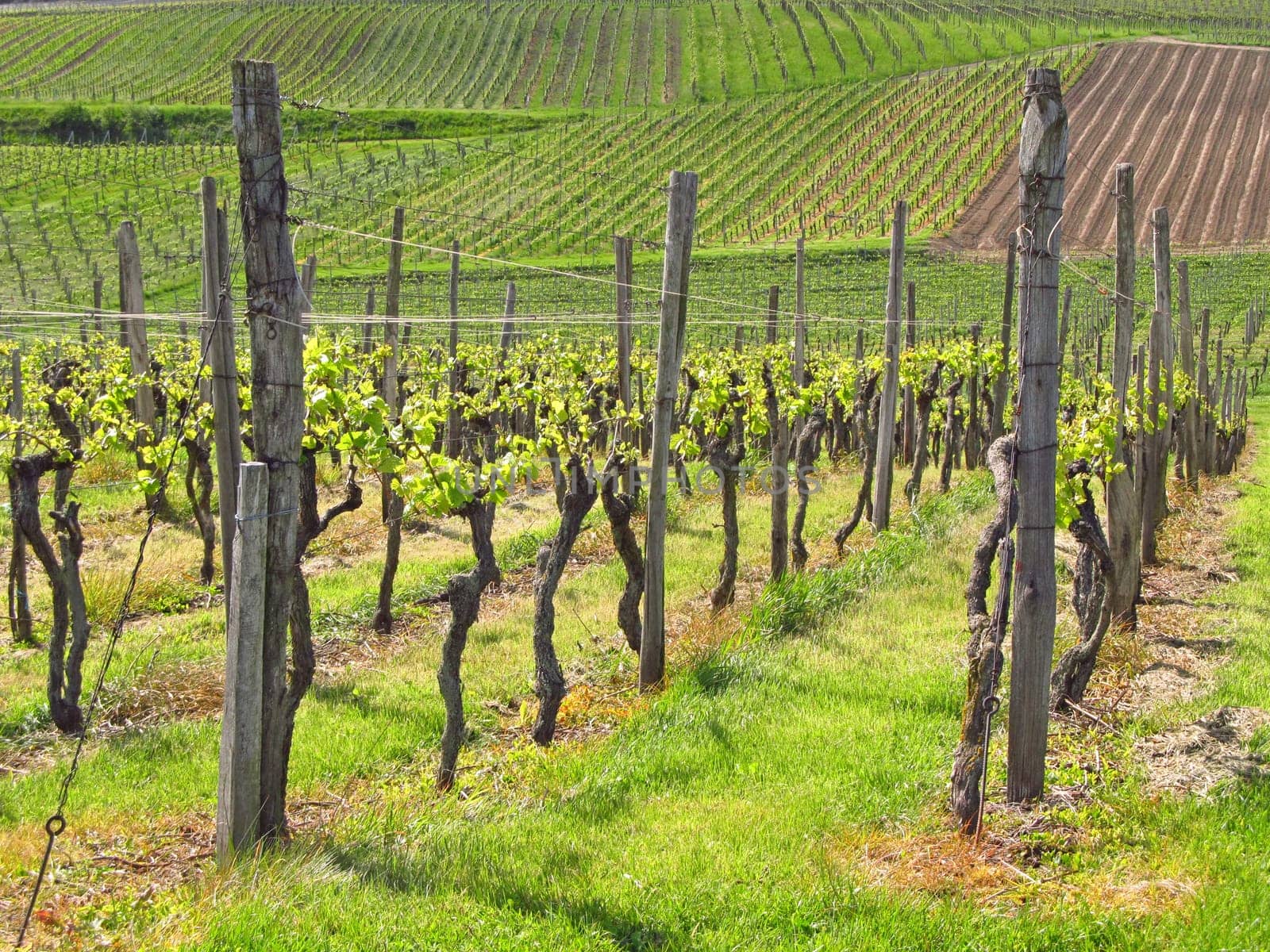 Vineyards at the Kaiserstuhl,Baden-Württermberg,Germany