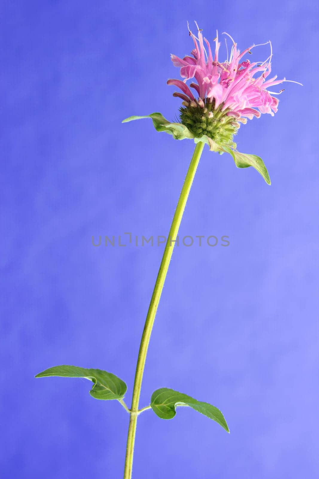 Flower of golden balm Monarda didyma