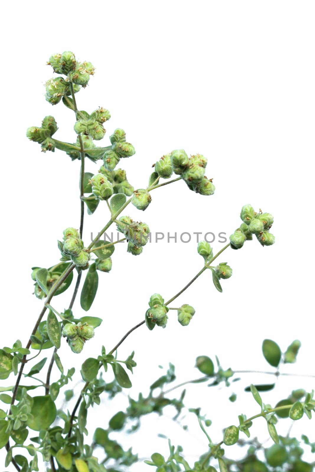 Marjoram,Origanum majorana,isolated against white background
