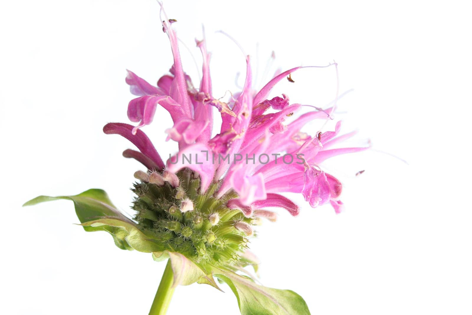 Flower of golden balm Monarda didyma