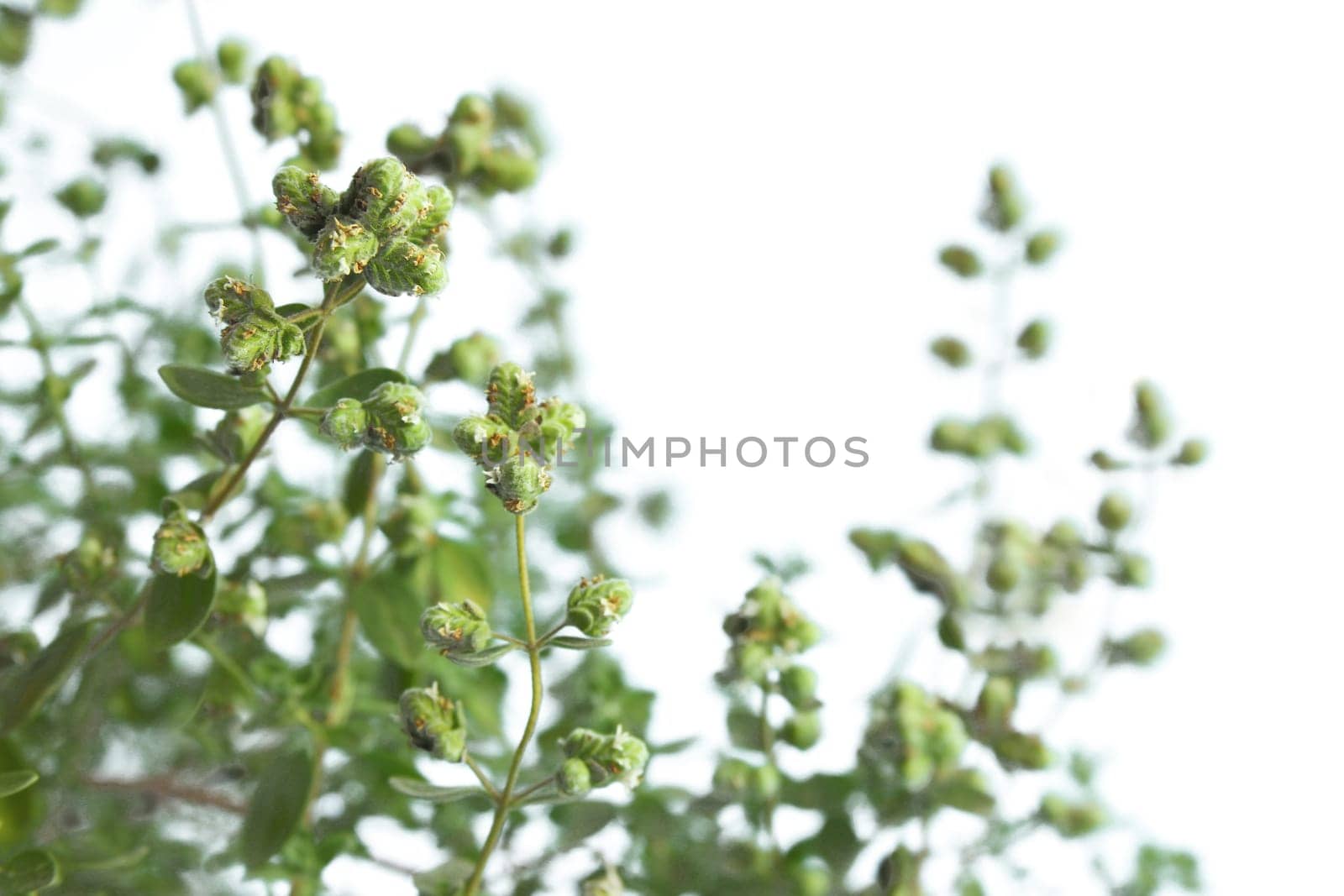Marjoram,Origanum majorana,isolated against white background