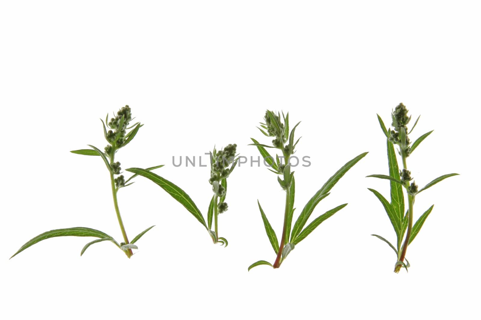 Common or common mugwort (Artemisia vulgaris),isolated against a white background