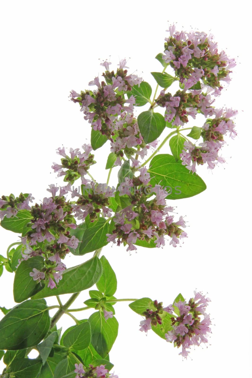 Blooming oregano (Origanum vulgare) against white background