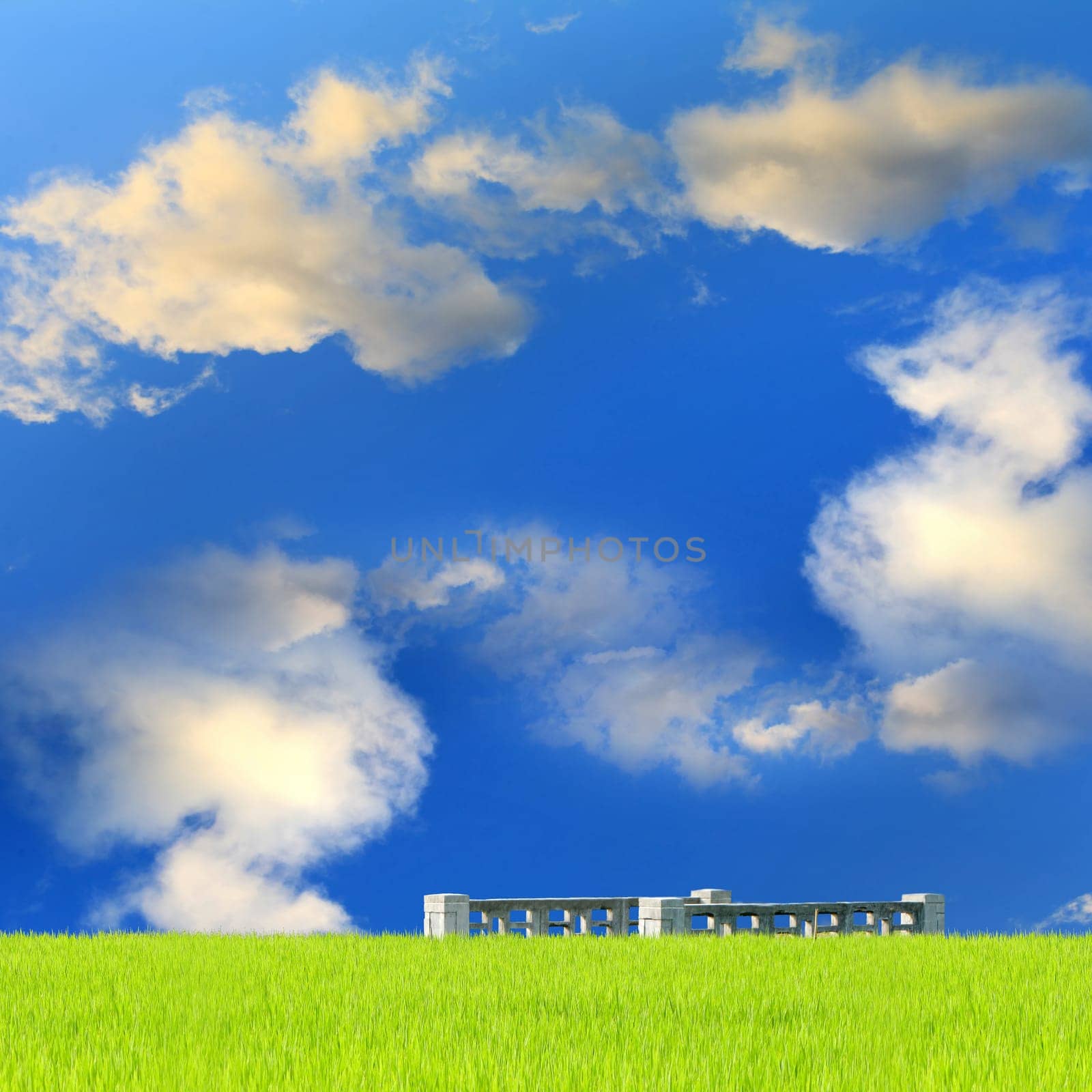 Rice field green grass blue sky cloud cloudy landscape background lawn