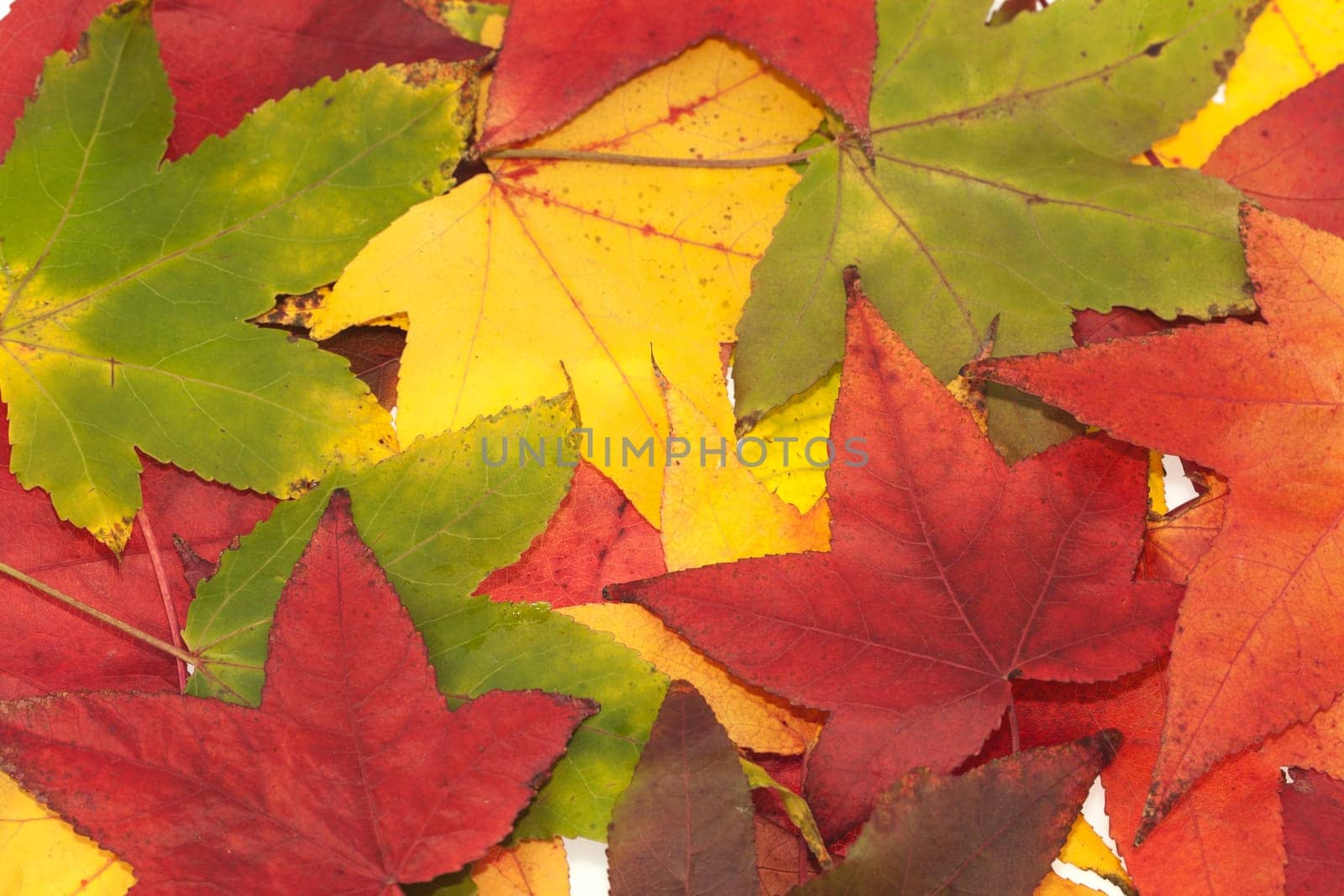 Autumn background