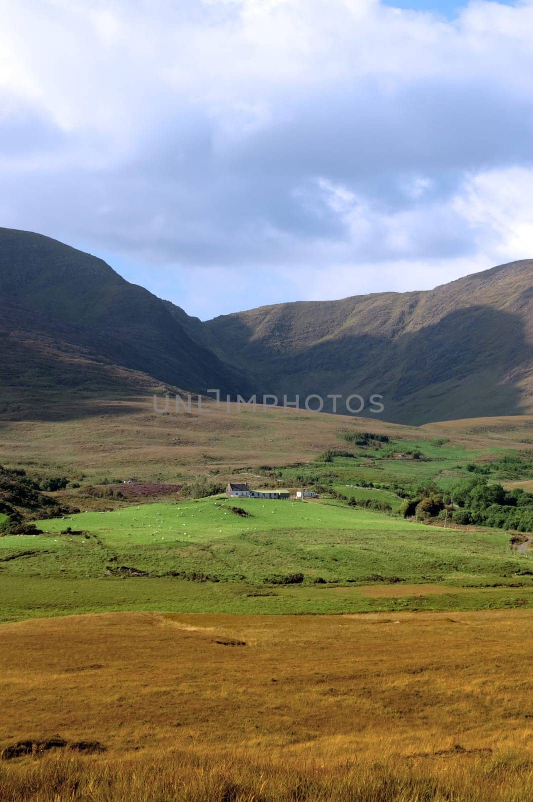 scenic view in kerry ireland of rural farm with sheep dotted in the irish countryside