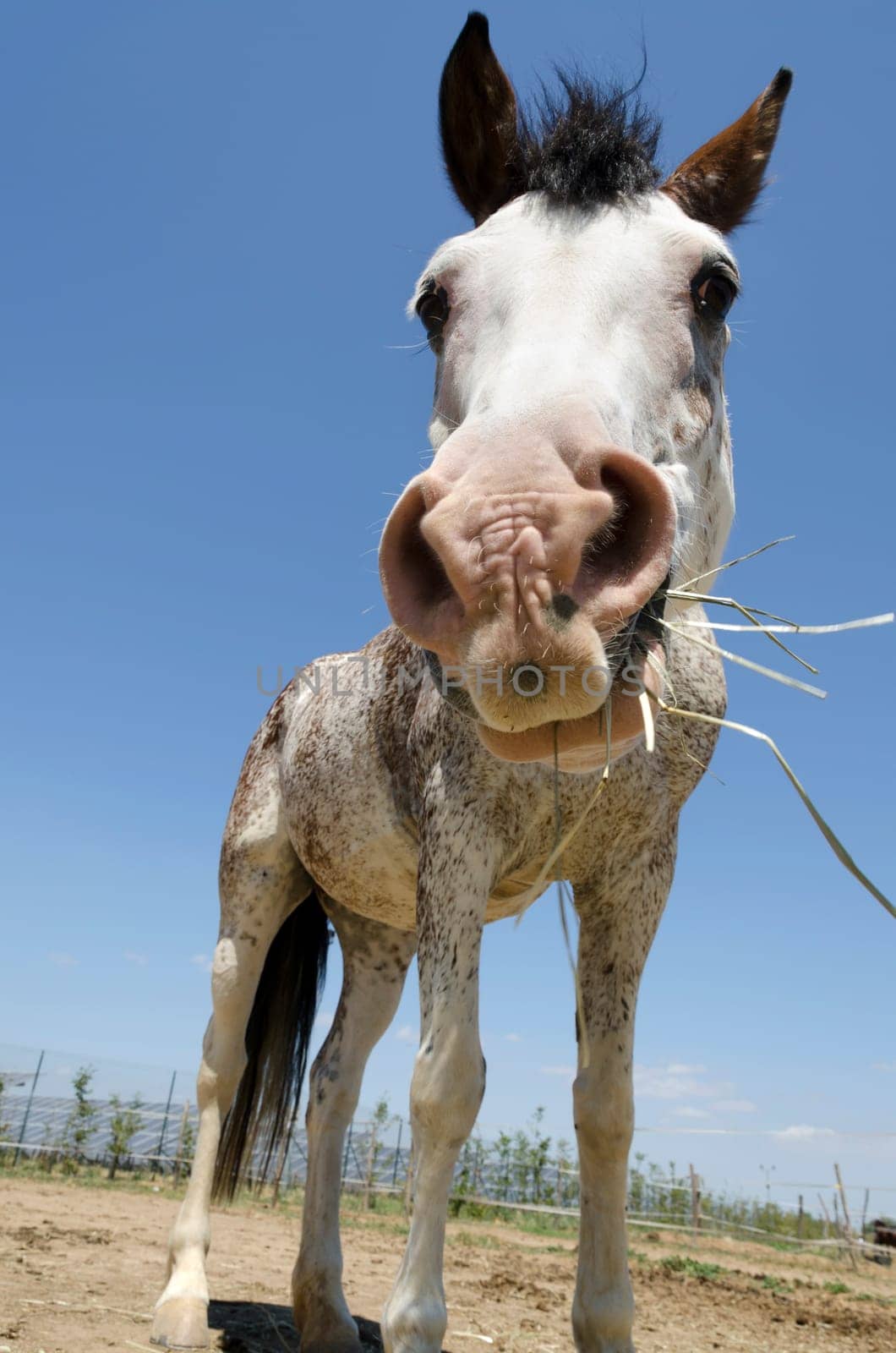 closeup of a horse that eats hay