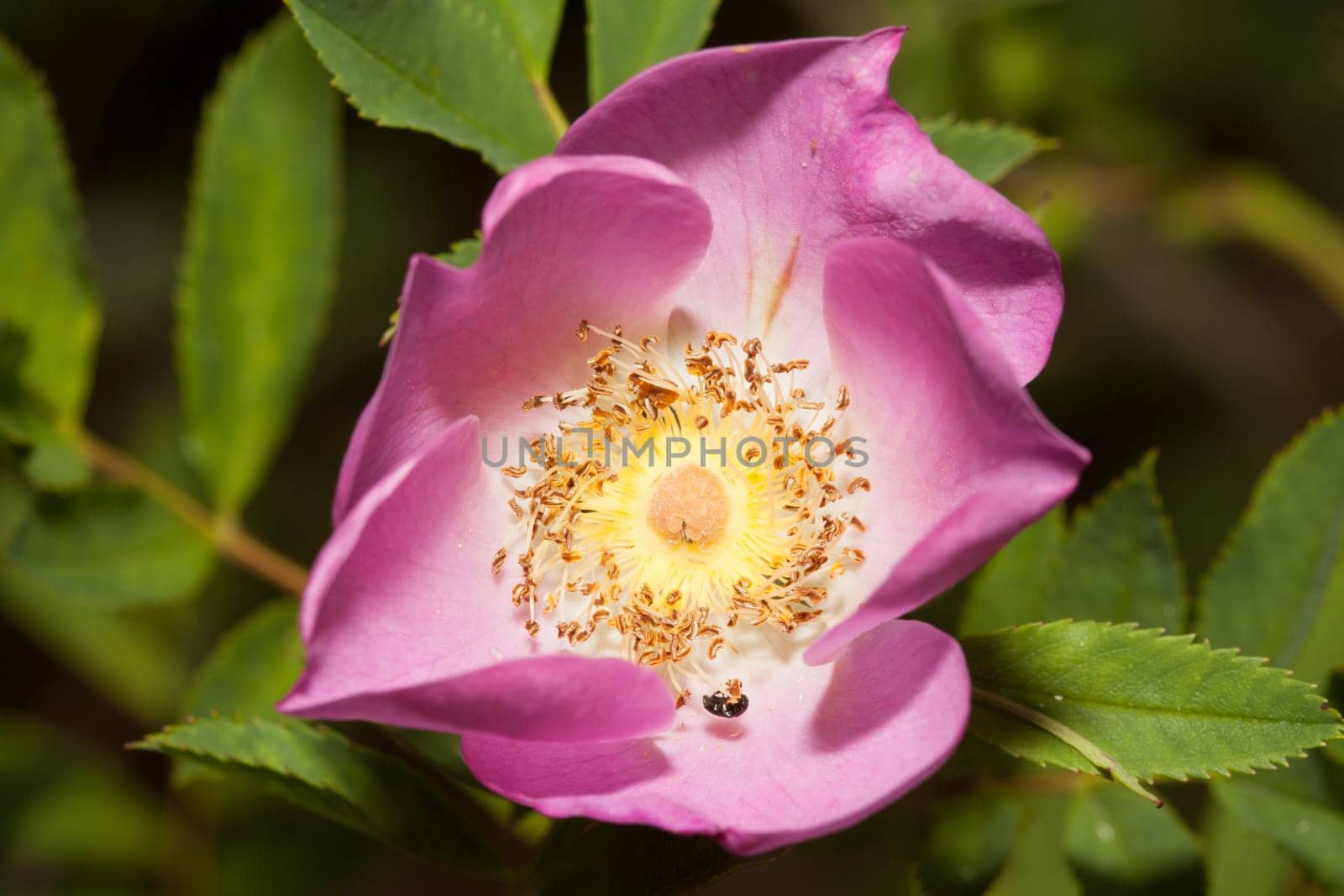 Rosehip blossom with small beetle in sunshine