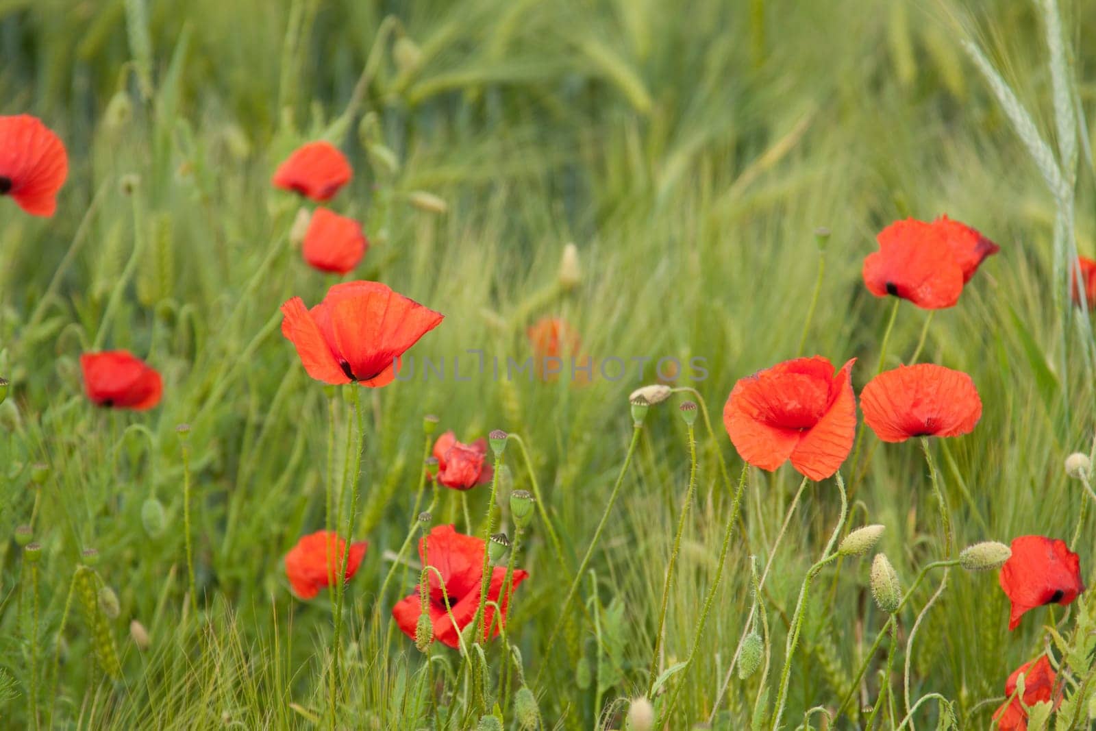 Poppies stand in a ripe barley field