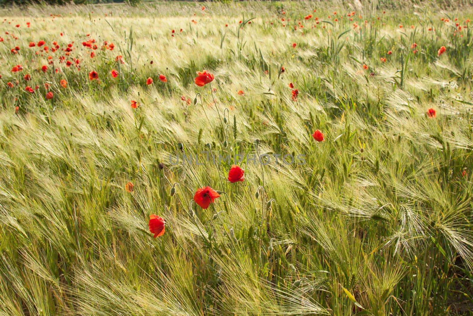 Barley field with many poppies