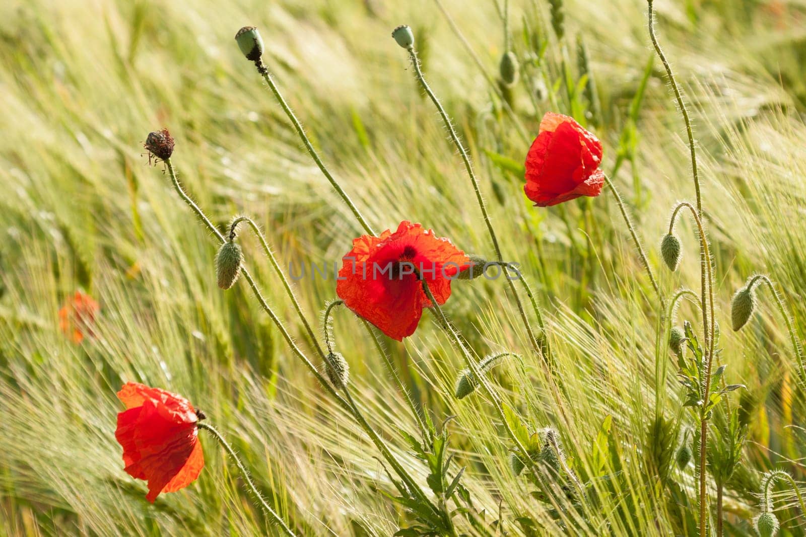Three poppies stand in a barley field