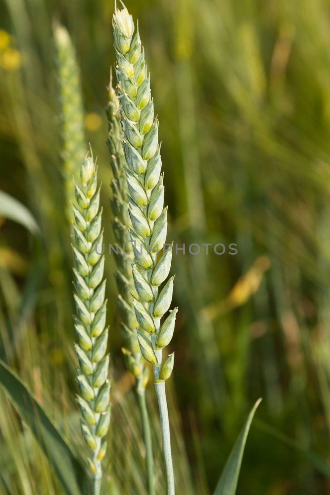 Two ears of wheat isolated in the field