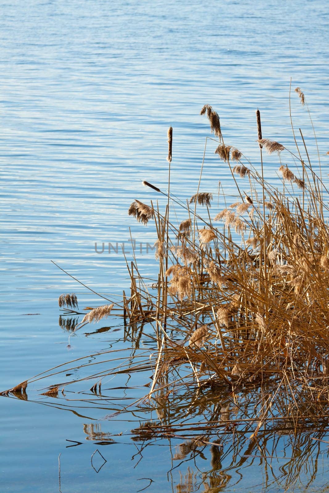Brown reeds at the edge of the lake
