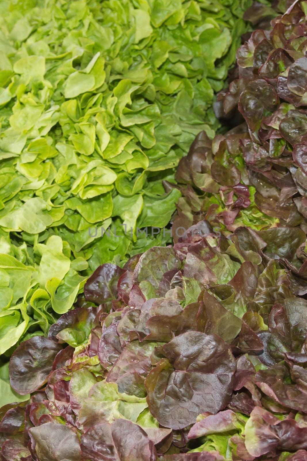 Various kinds of salad  prepared to sell at a farmer's market.(Provence, France)