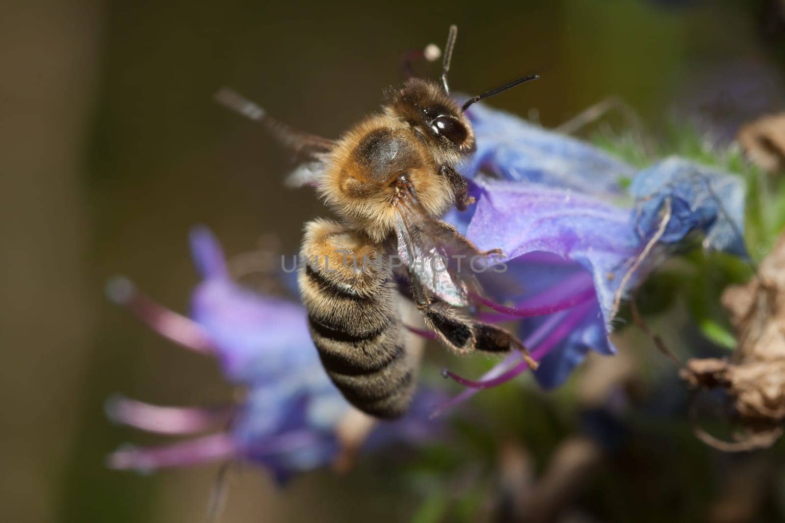 Bee sitting in the flower of a meadow flower