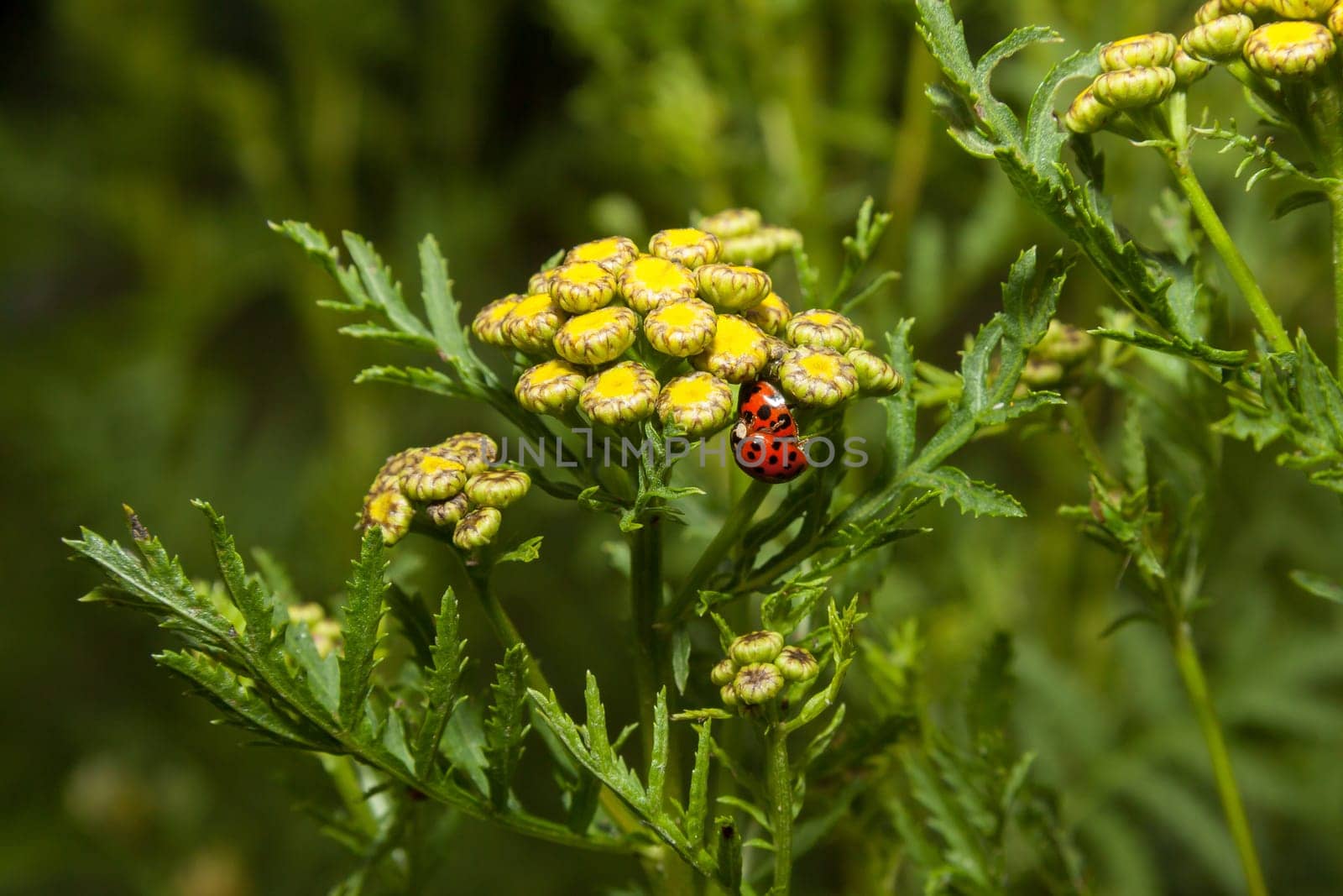 Two ladybugs on wild flower