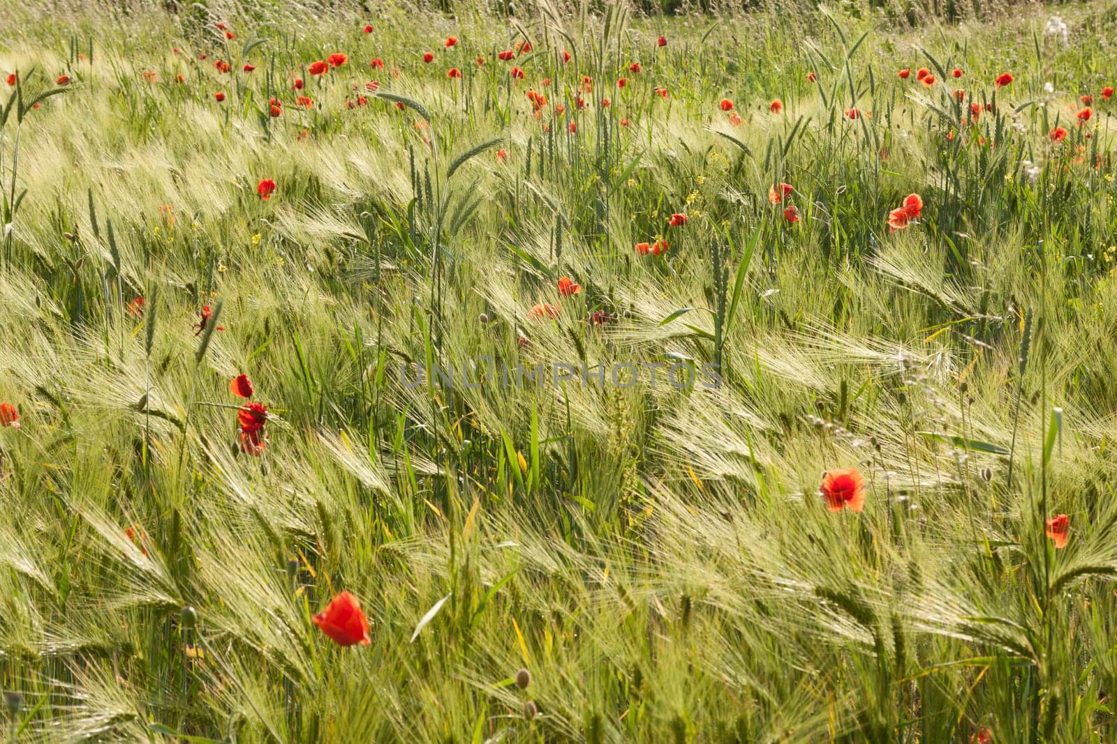 Barley field with many poppies