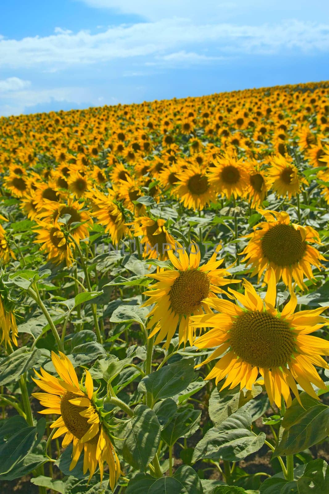 Sunflower field on blue sky with clouds. Vertically.