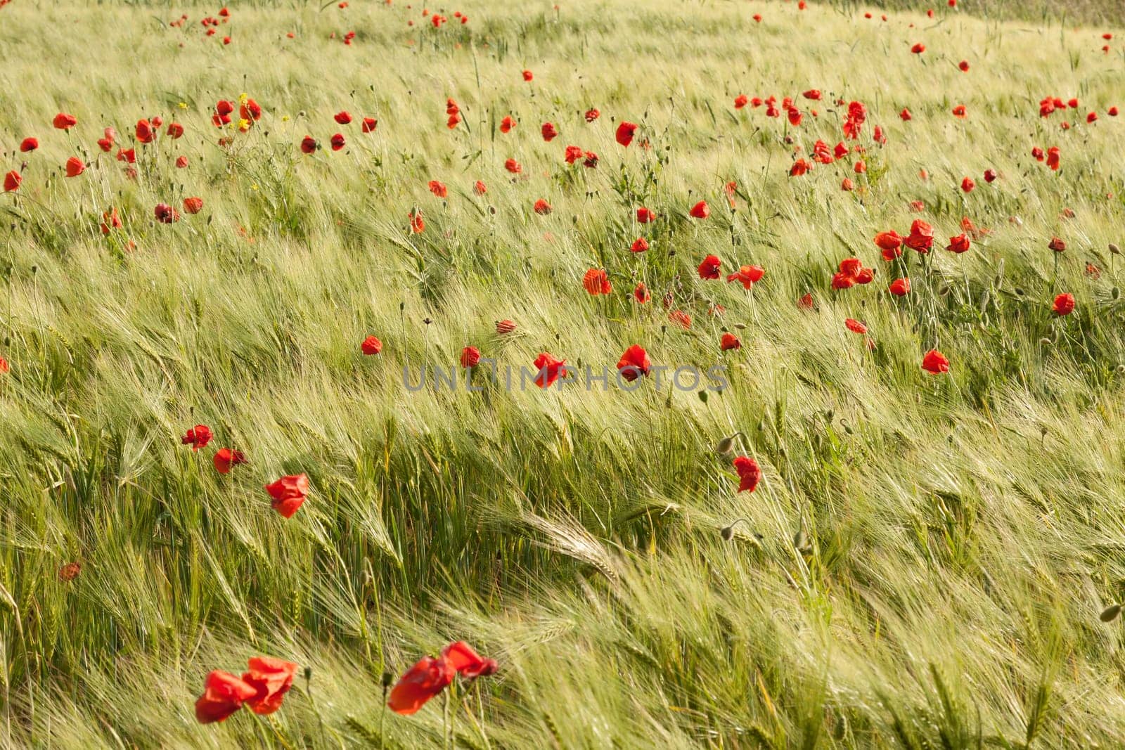 Large barley field with many poppy flowers