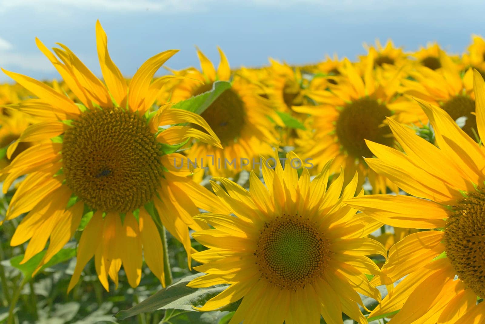 Sunflower field on blue sky with clouds