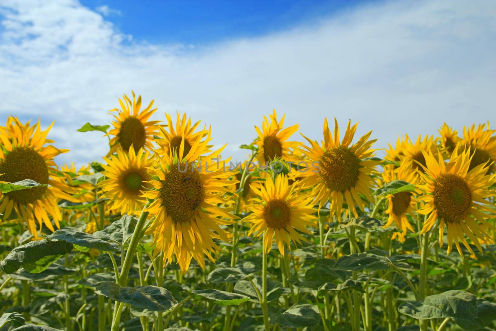Sunflower field on blue sky with clouds
