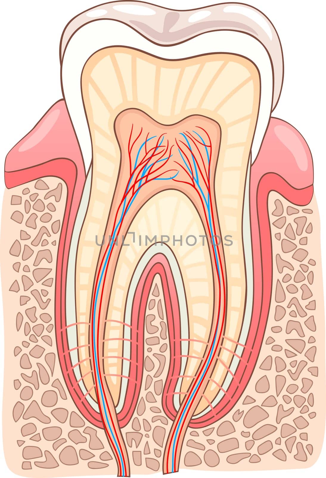 Medical Vector Illustration of Human Tooth Cross Section