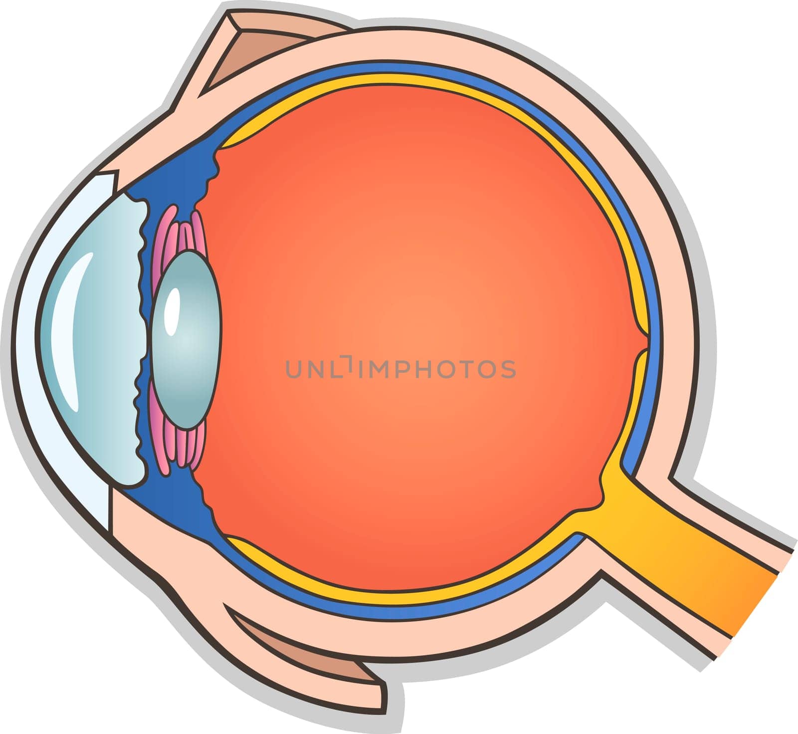 Medical Vector Illustration of Human Eye Ball Cross Section