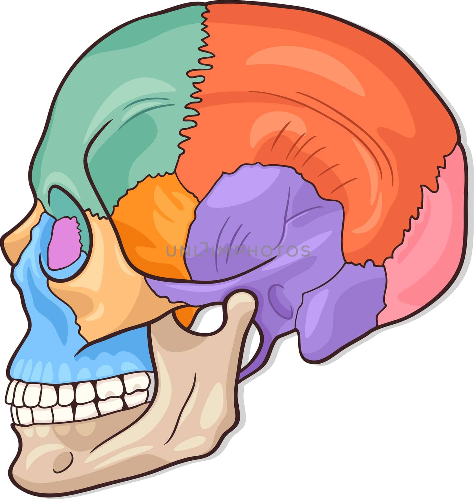 Medical Vector Illustration of Human Skull Bones Graphic Diagram