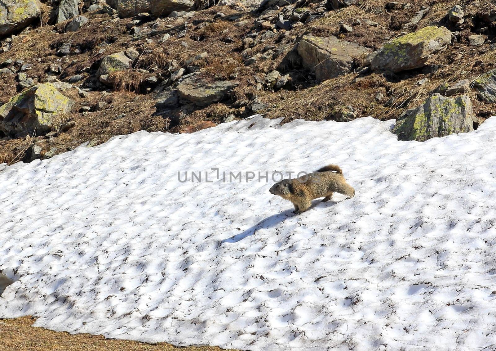 A groundhog is watching