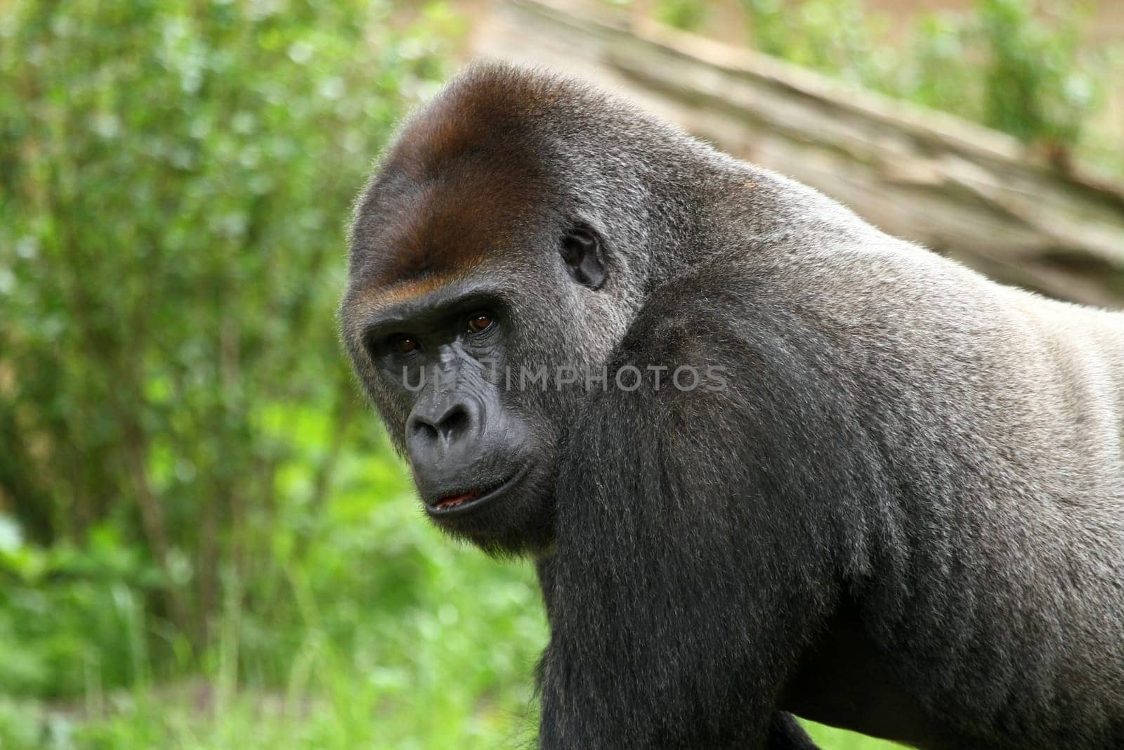 Silverback
