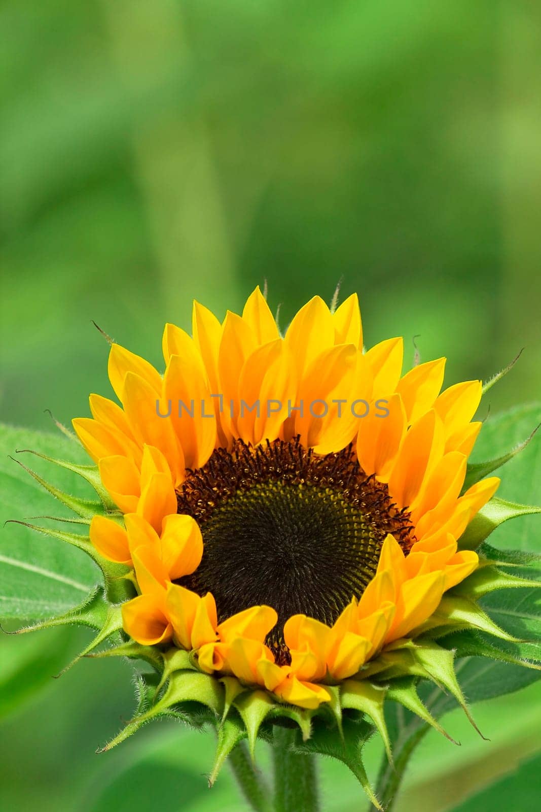 Sunflower Bokeh