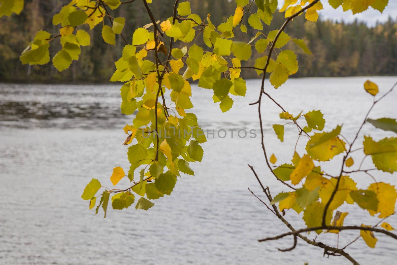 Noux national park during the autumn months in Finland, forest, clean ecology.