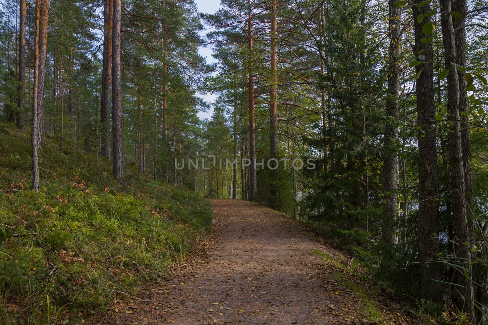 Noux national park during the autumn months in Finland, forest, clean ecology.