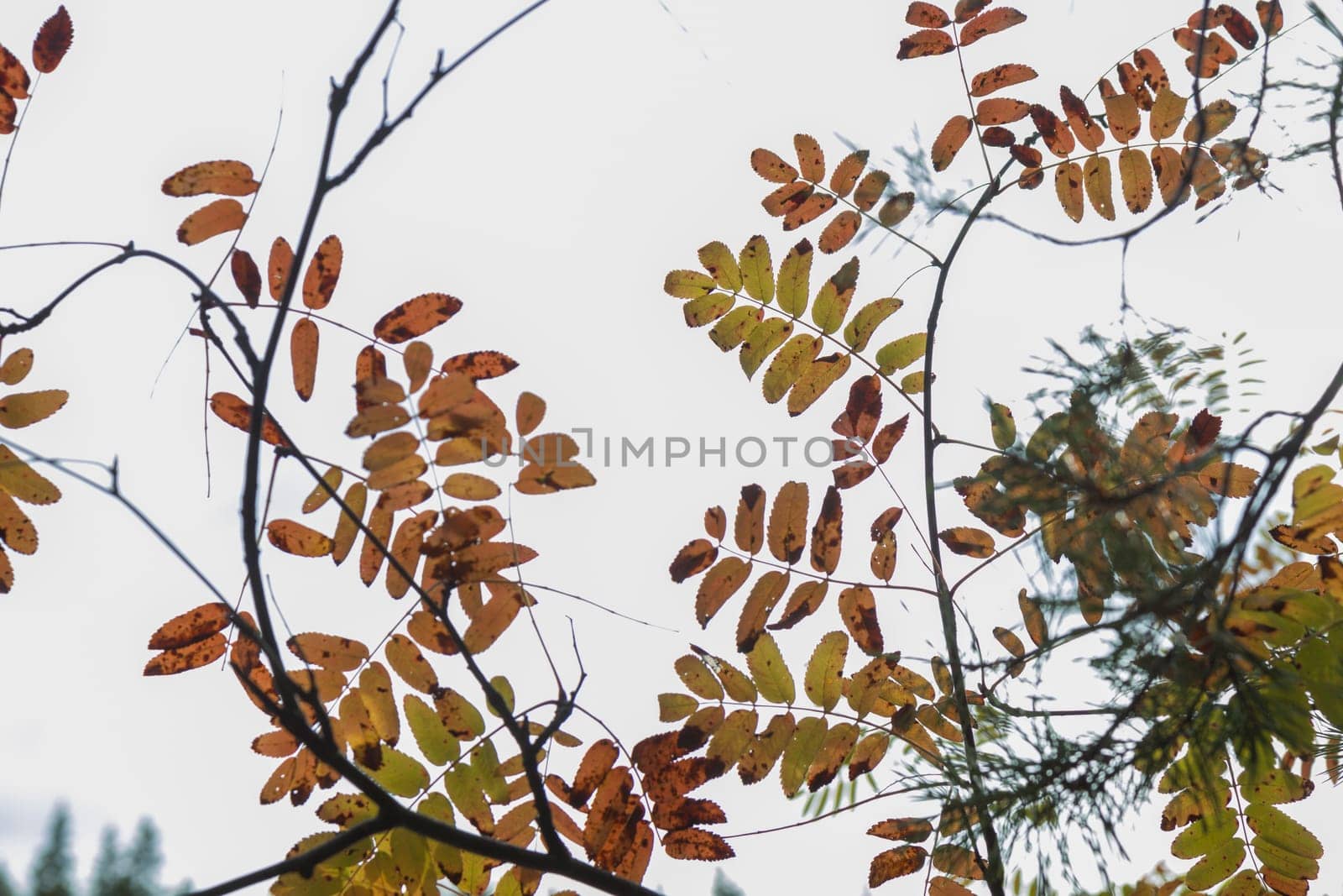 Noux national park during the autumn months in Finland, forest, clean ecology.