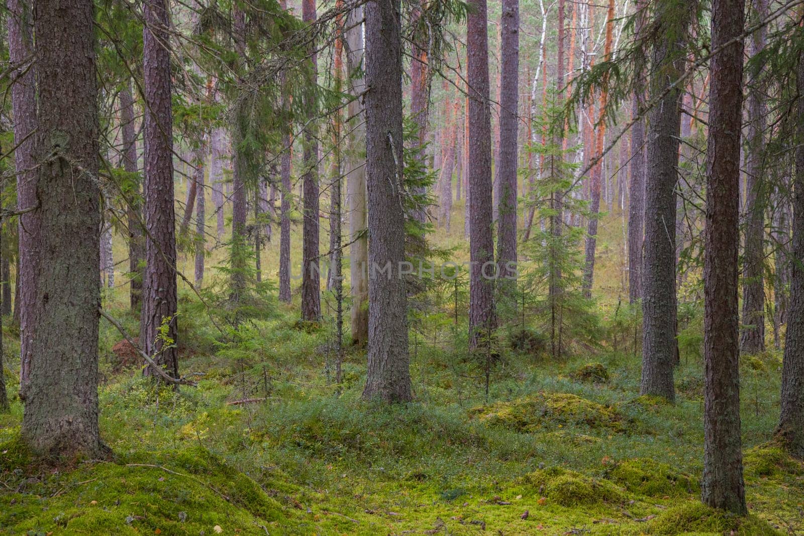 Noux national park during the autumn months in Finland, forest, clean ecology.