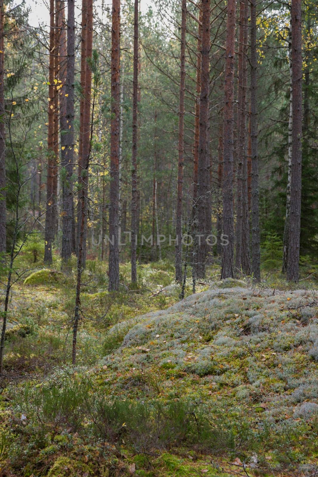 Noux national park during the autumn months in Finland, forest, clean ecology.