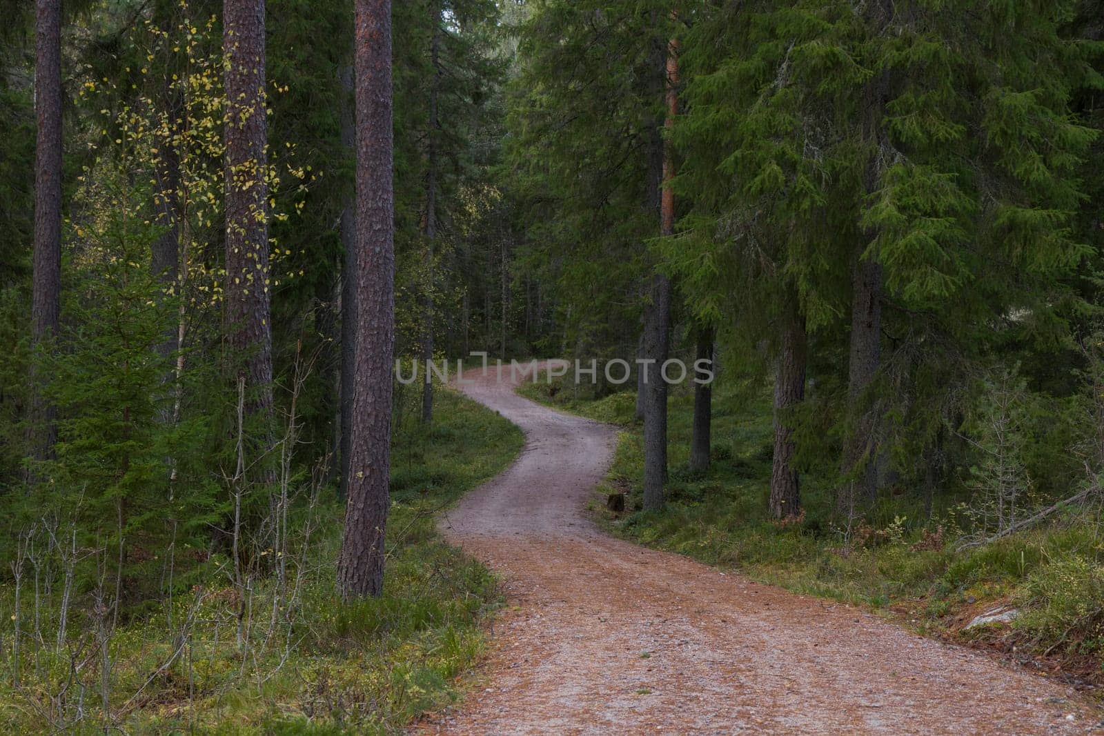 Noux national park during the autumn months in Finland, forest, clean ecology.