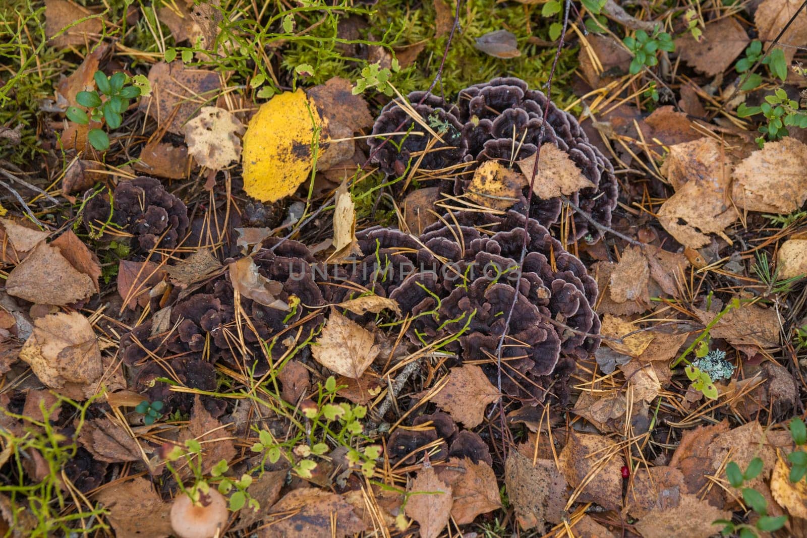 Noux national park during the autumn months in Finland, forest, clean ecology.