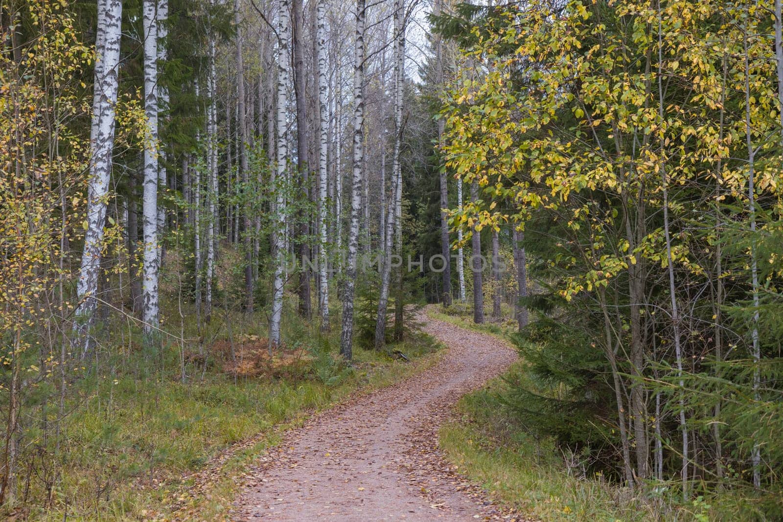 Noux national park during the autumn months in Finland, forest, clean ecology.