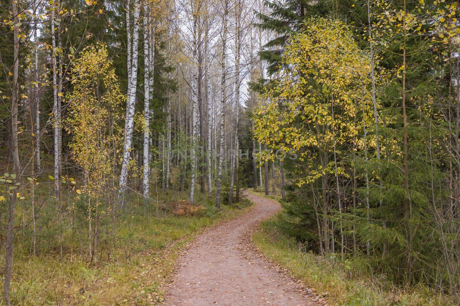 Noux national park during the autumn months in Finland, forest, clean ecology.