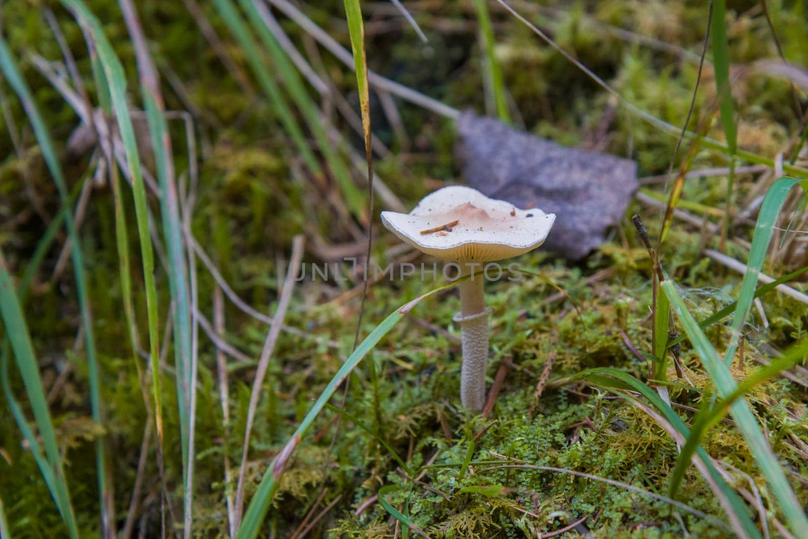 Noux national park during the autumn months in Finland, forest, clean ecology.