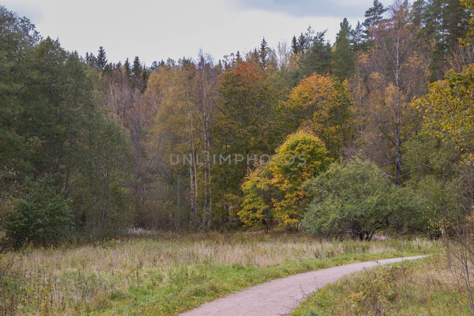 Noux national park during the autumn months in Finland, forest, clean ecology.