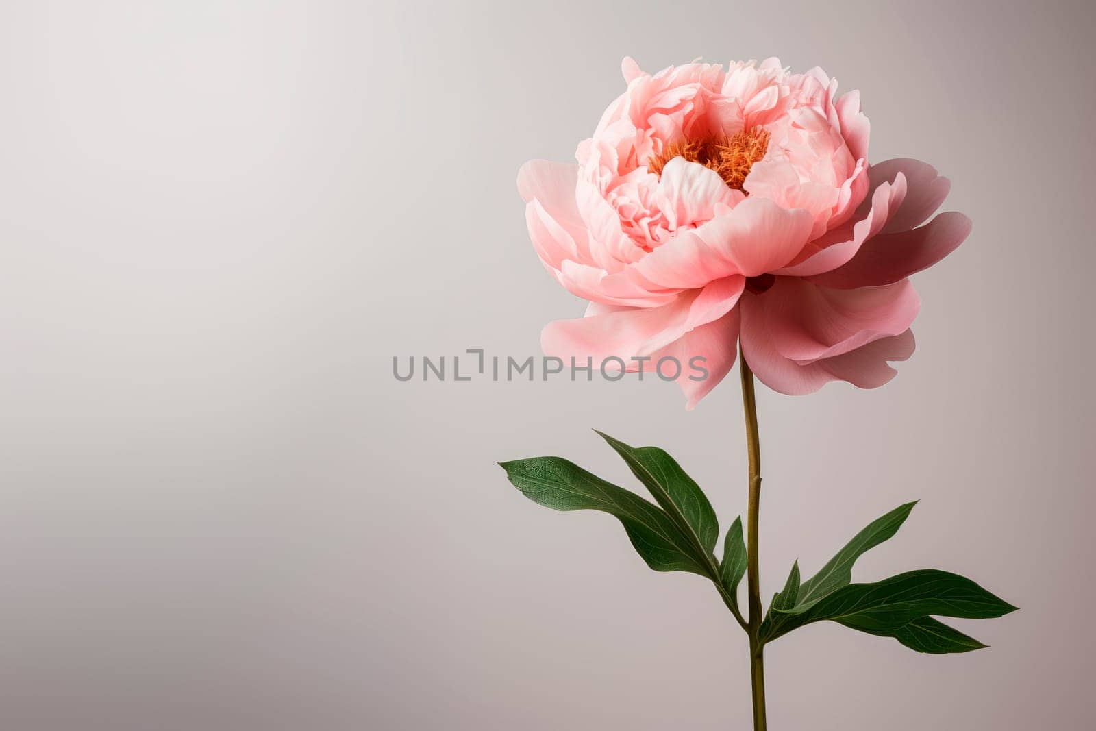 A peony flower on a background with a copyspace. by Spirina