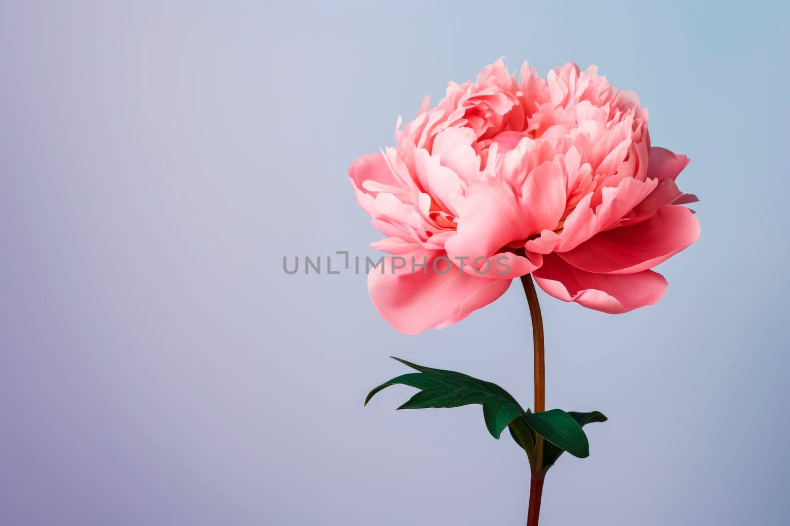 A peony flower on a background with a copyspace. by Spirina