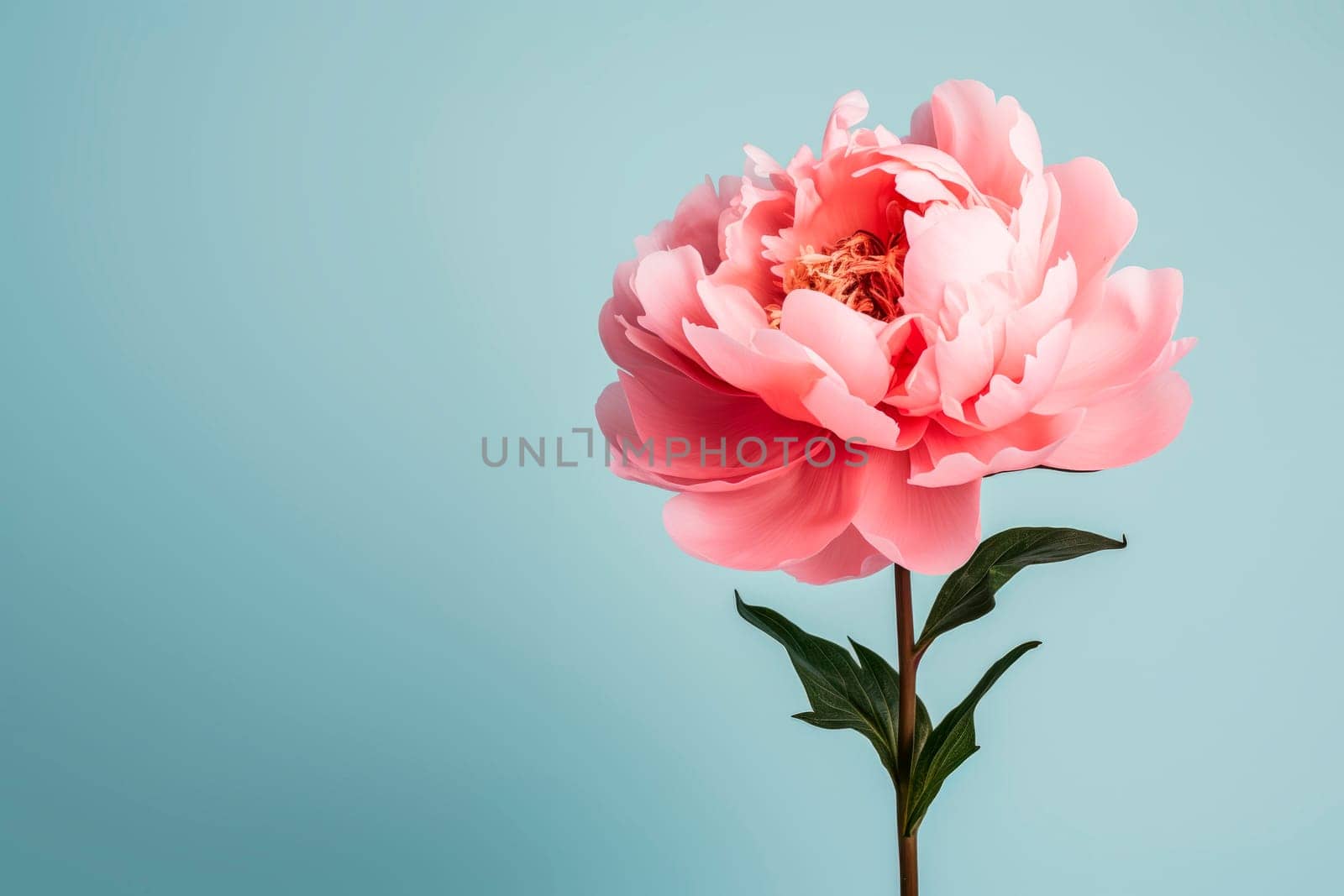 A peony flower on a background with a copyspace. Minimalism.