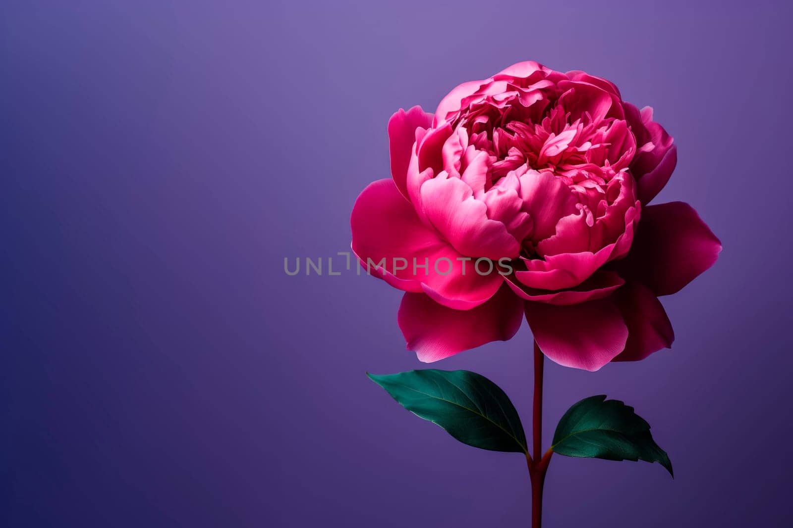 A peony flower on a background with a copyspace. by Spirina
