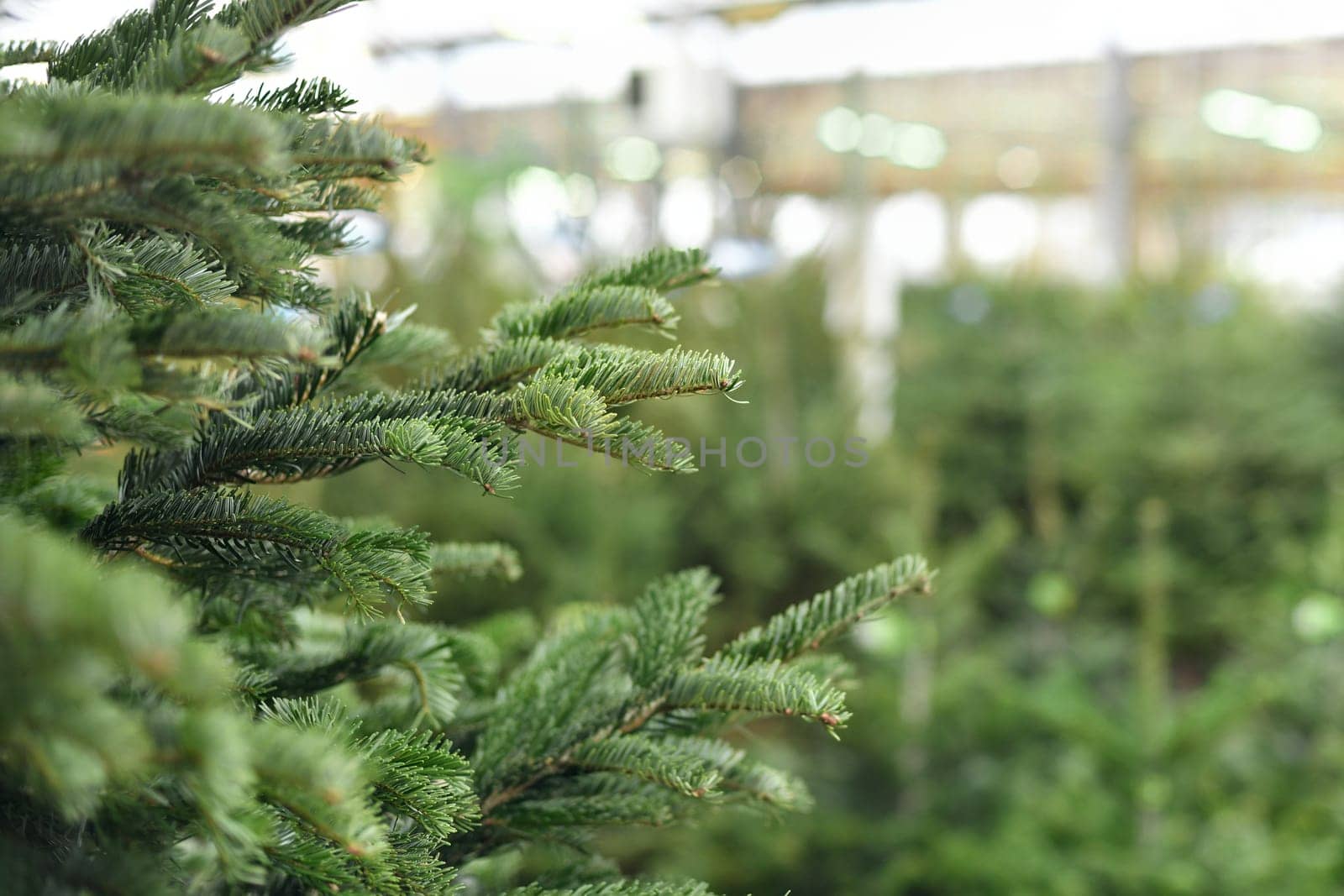 Christmas trees for sale on a market