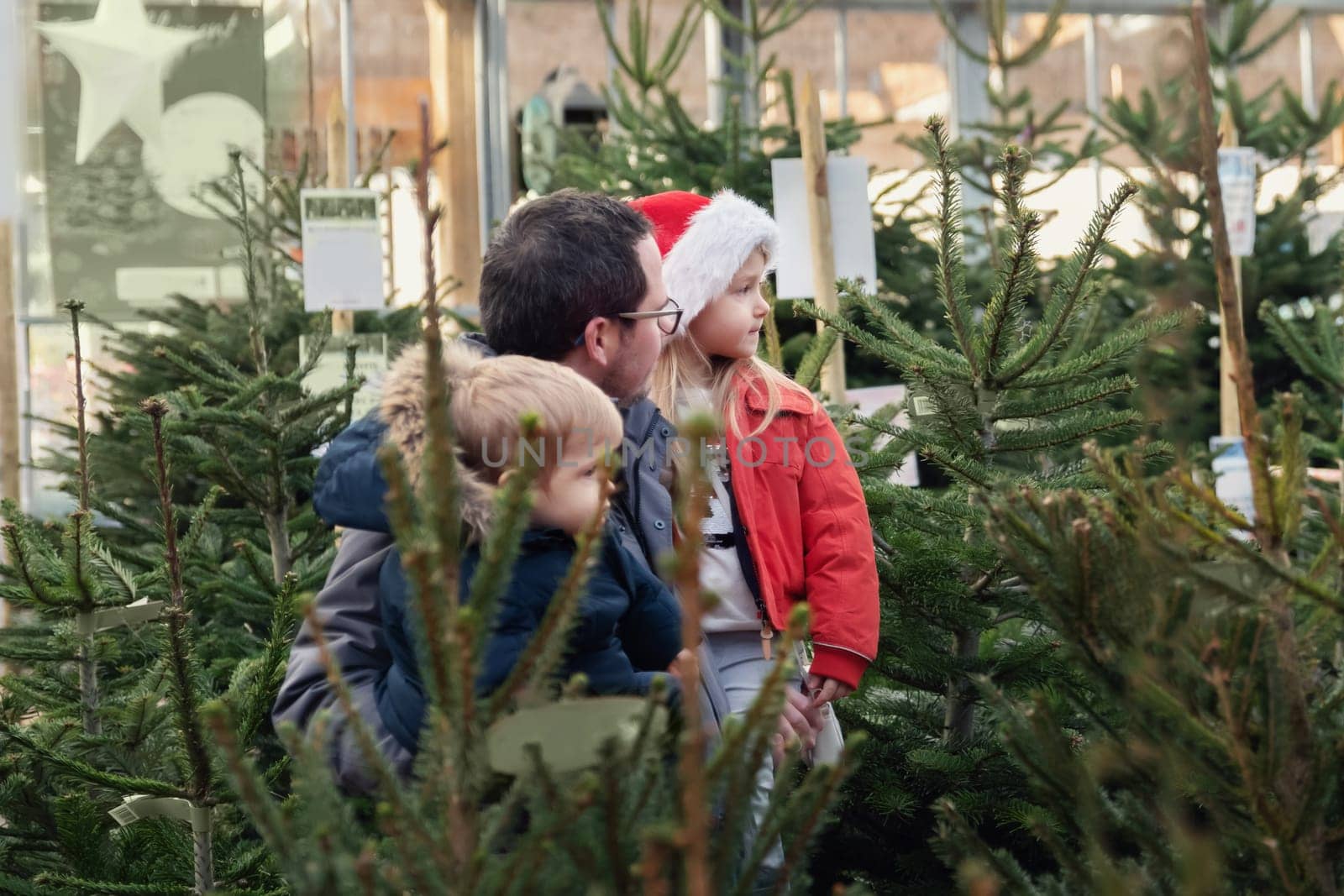 Father and children choose a Christmas tree in the market.